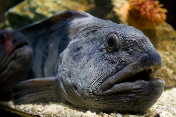 Moray anguila — Foto de Stock