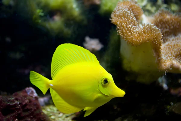 Tropisch aquariumvissen — Stockfoto