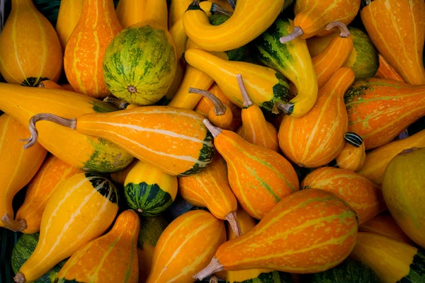 stock image Pumpkins