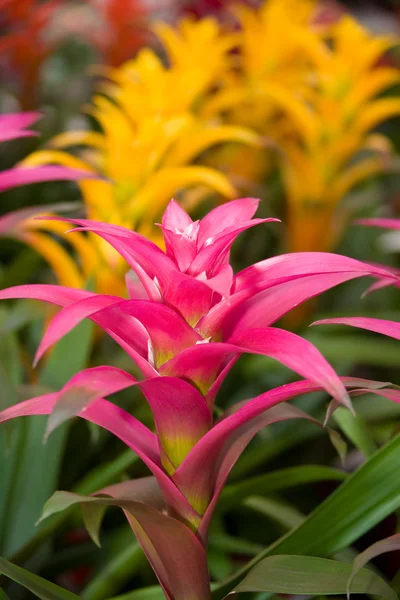 Bromelia blommor — Stockfoto