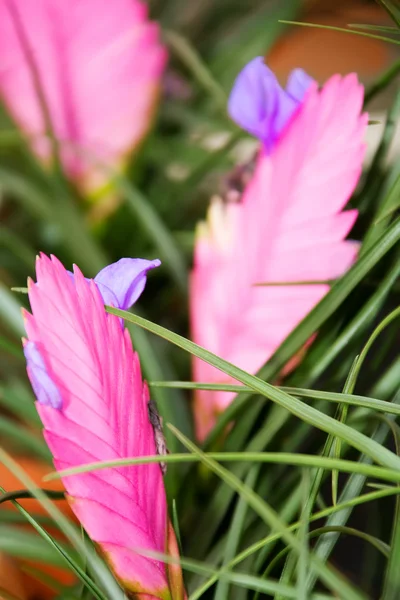 Foglie rosa su erba verde — Foto Stock