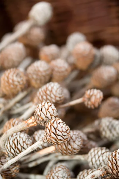 Milhos de pinheiro decorativos — Fotografia de Stock