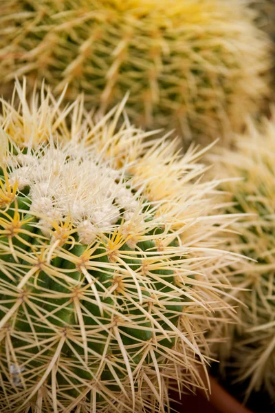 Cactus met lange doornen — Stockfoto
