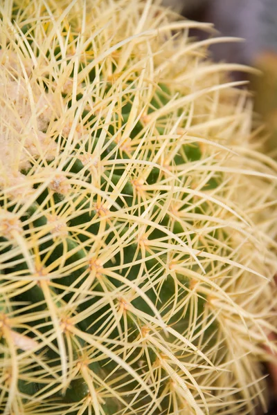 Cactus con spine lunghe — Foto Stock