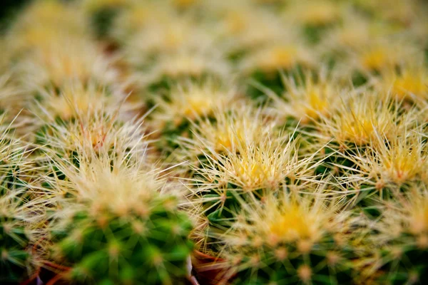 Cactus con espinas largas — Foto de Stock