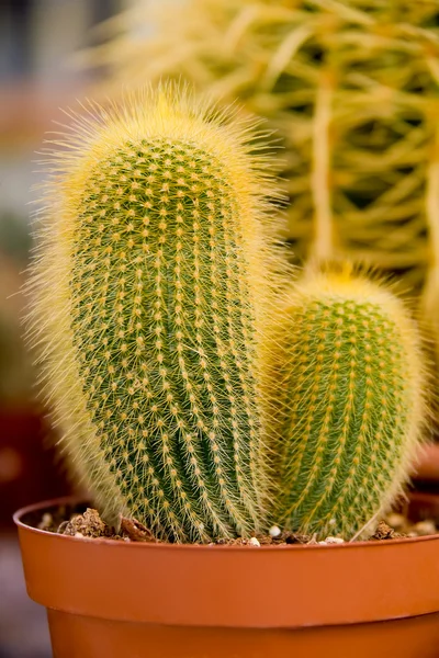 Kaktusy v plastové květináče — Stock fotografie