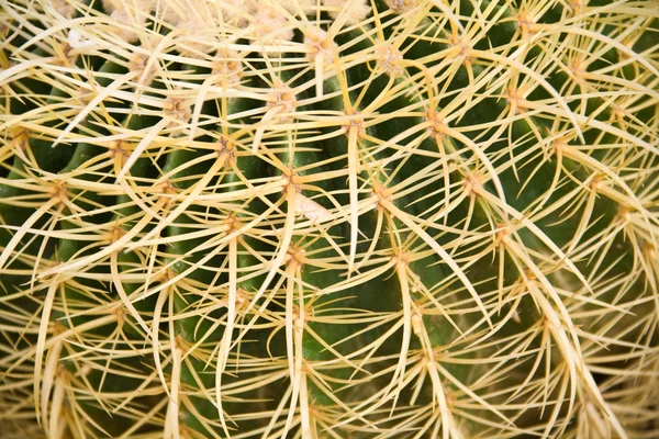 Kaktus s dlouhé trny — Stock fotografie