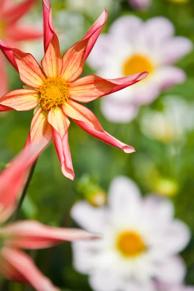 Rote und weiße Blumen — Stockfoto