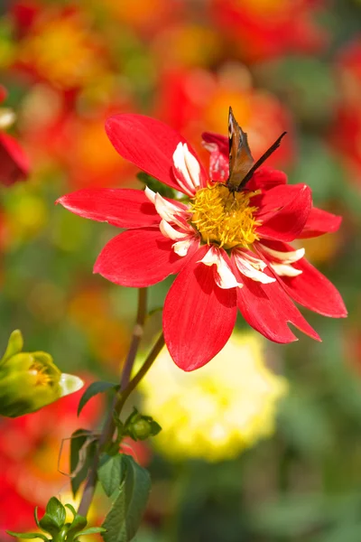 美しい赤い花と蝶 — ストック写真