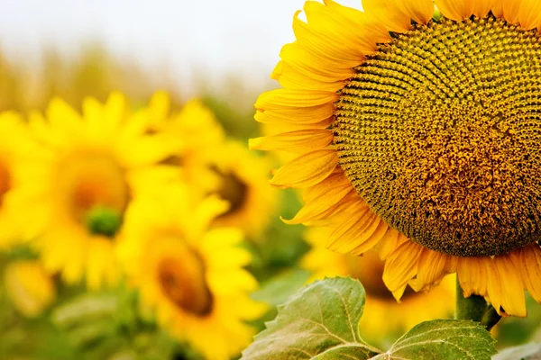 Gelbe Sonnenblumen — Stockfoto