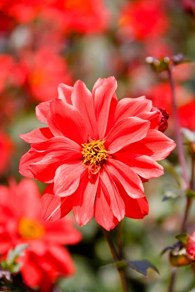 Belas flores vermelhas macro — Fotografia de Stock