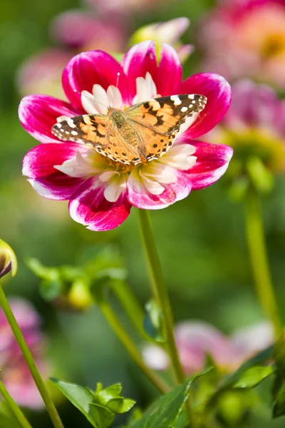 Borboleta em flor — Fotografia de Stock