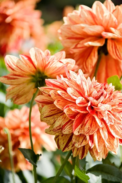 Красивые красные цветы Далии — стоковое фото