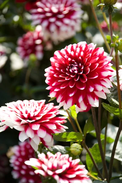 Krásný růžový dahlia — Stock fotografie