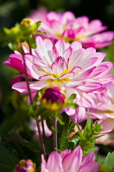 Piękny różowy Dalia — Zdjęcie stockowe