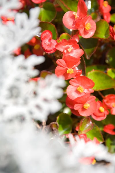 Красивые цветы фон — стоковое фото