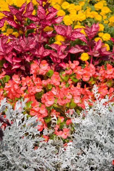 Krásné květiny pozadí — Stock fotografie