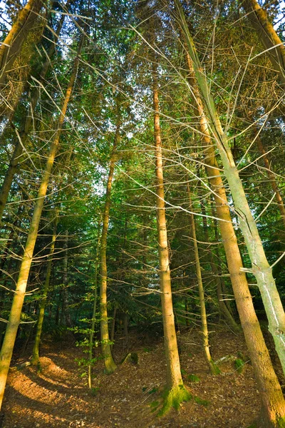 Floresta — Fotografia de Stock