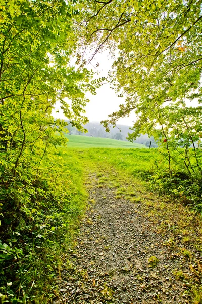 Lane correndo pela floresta — Fotografia de Stock