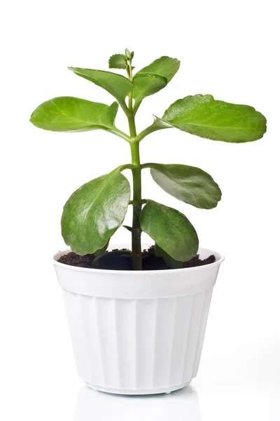 Зеленое растение в горшке — стоковое фото