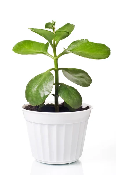 stock image Green plant in a pot