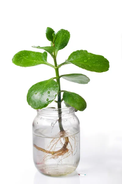 Grön växt med dagg droppar i glas kan — Stockfoto