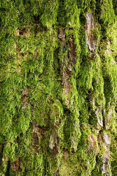 Écorce d'arbre recouverte de mousse verte Photo De Stock