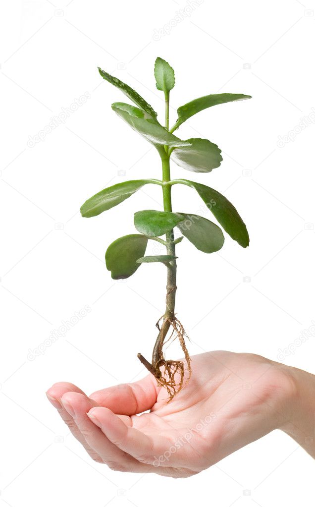 Green plant hovering above human hand