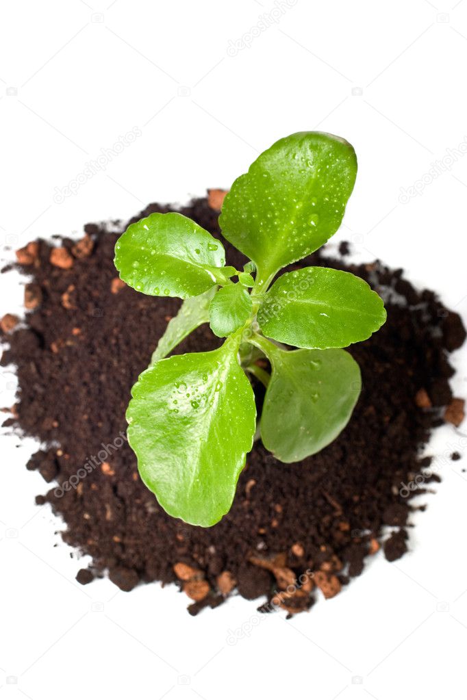 Gentle green crop in soil