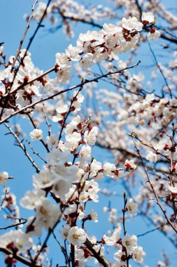 abrikoos boom over blauwe hemel