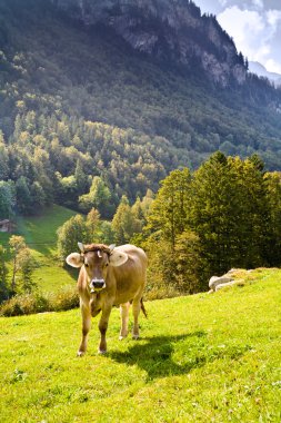 En iyi süt ve çikolata burada yapılan