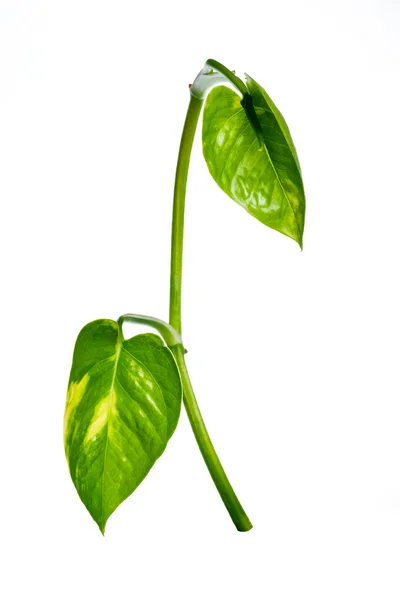 Kis zöld növényi, elszigetelt — Stock Fotó