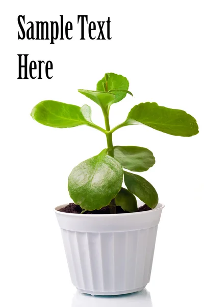 Зеленое растение в горшке — стоковое фото