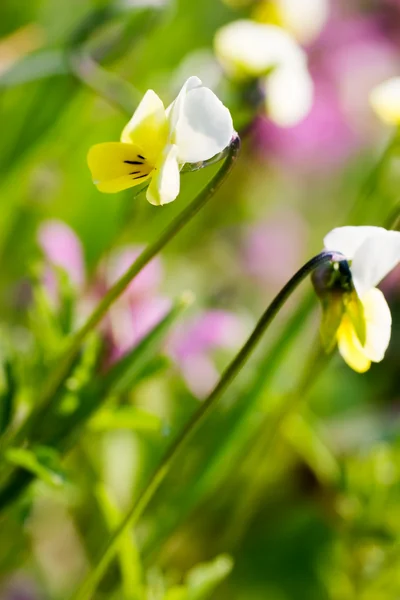 Yellow buttercup flower over green grass — Stock Photo, Image