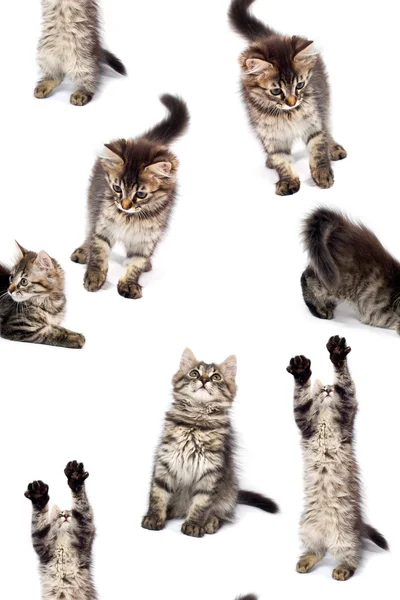 Verspieltes Kätzchen — Stockfoto