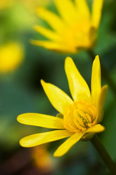 Gelbe Blumen über grünem Gras — Stockfoto