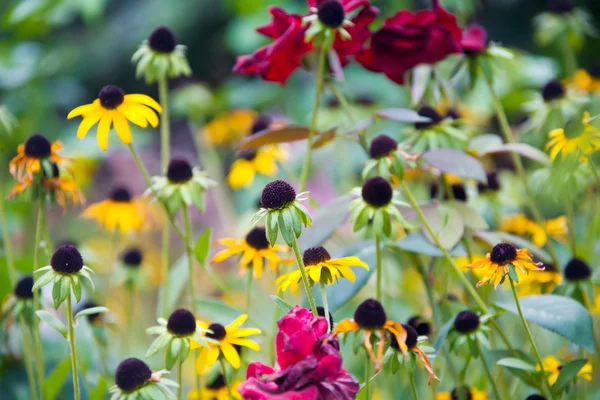 Hermosas flores de verano —  Fotos de Stock