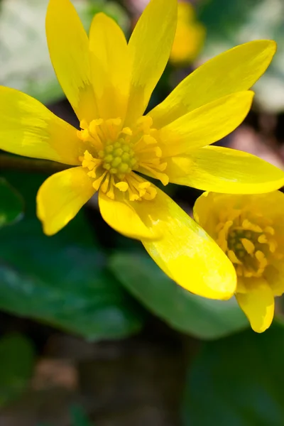 Fleur jaune sur herbe verte — Photo