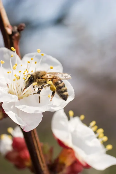 stock image First bee