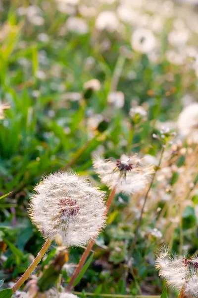 夏の草原で白いタンポポ — ストック写真