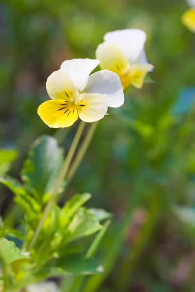 Желтый цветок над зеленой травой — стоковое фото