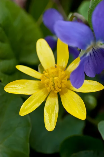 Flor amarela sobre grama verde — Fotografia de Stock