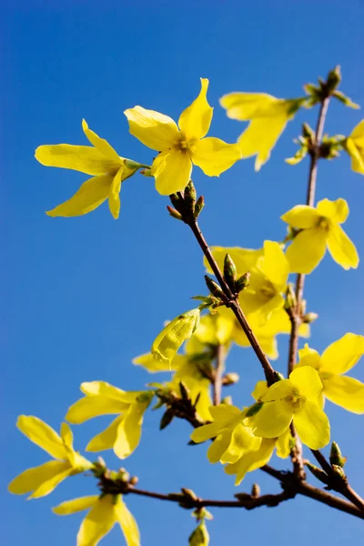 分支与黄色的花朵在蓝蓝的天空 — 图库照片