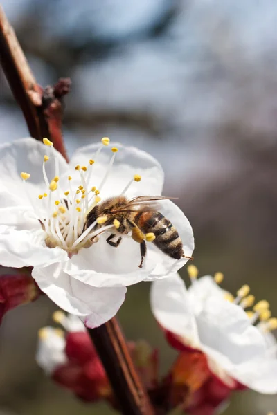 stock image First bee