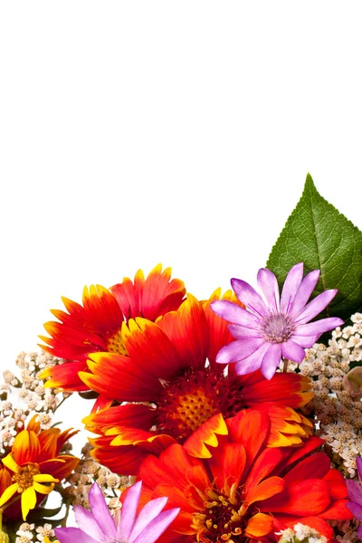 Flowers isolated on white — Stock Photo, Image