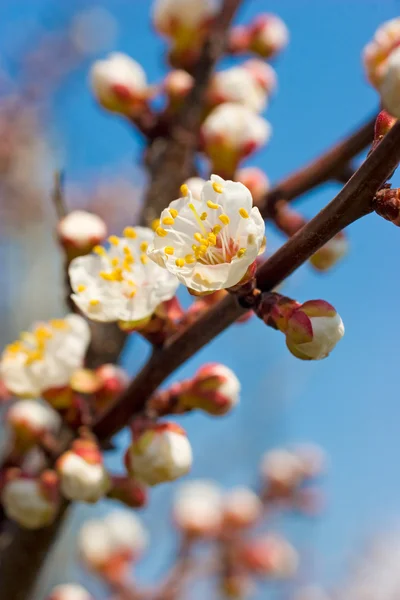 Aprikosträd under blå himmel — Stockfoto