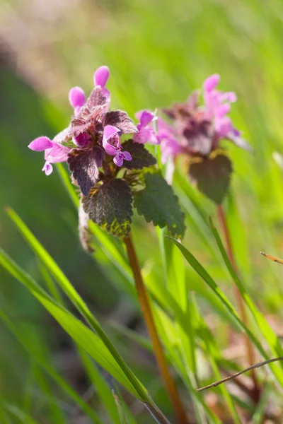 हिरव्या गवत प्रती जांभळा फूल — स्टॉक फोटो, इमेज