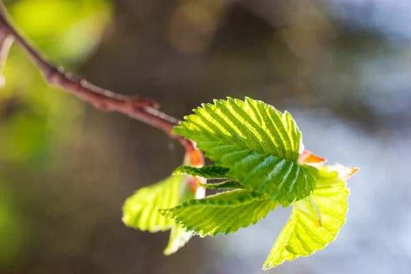 Grünes Blatt auf Zweig — Stockfoto