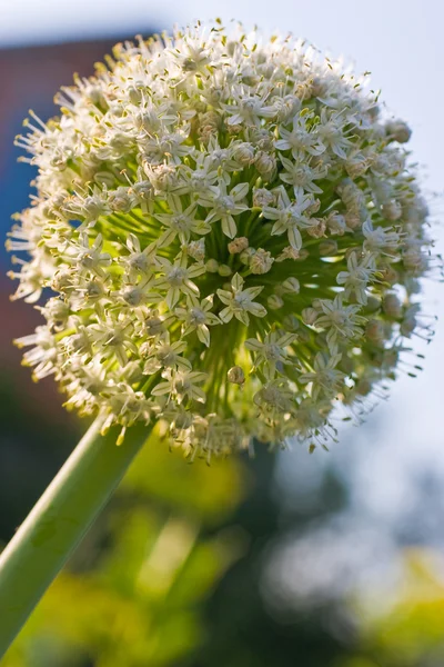 Flor de cebolla — Foto de Stock