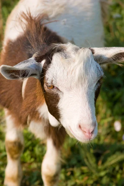 Little goat — Stock Photo, Image